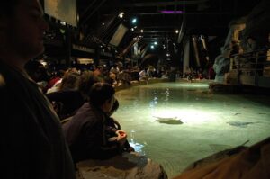 Acquario_di_Genova-vasca_delle_razze