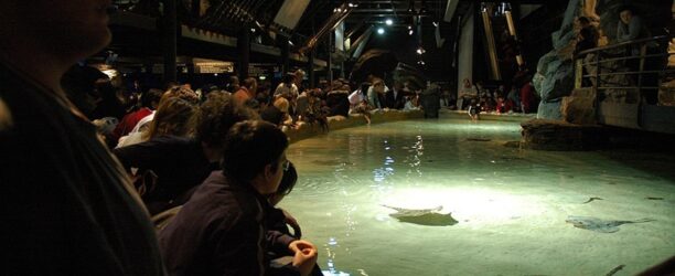 Acquario_di_Genova-vasca_delle_razze